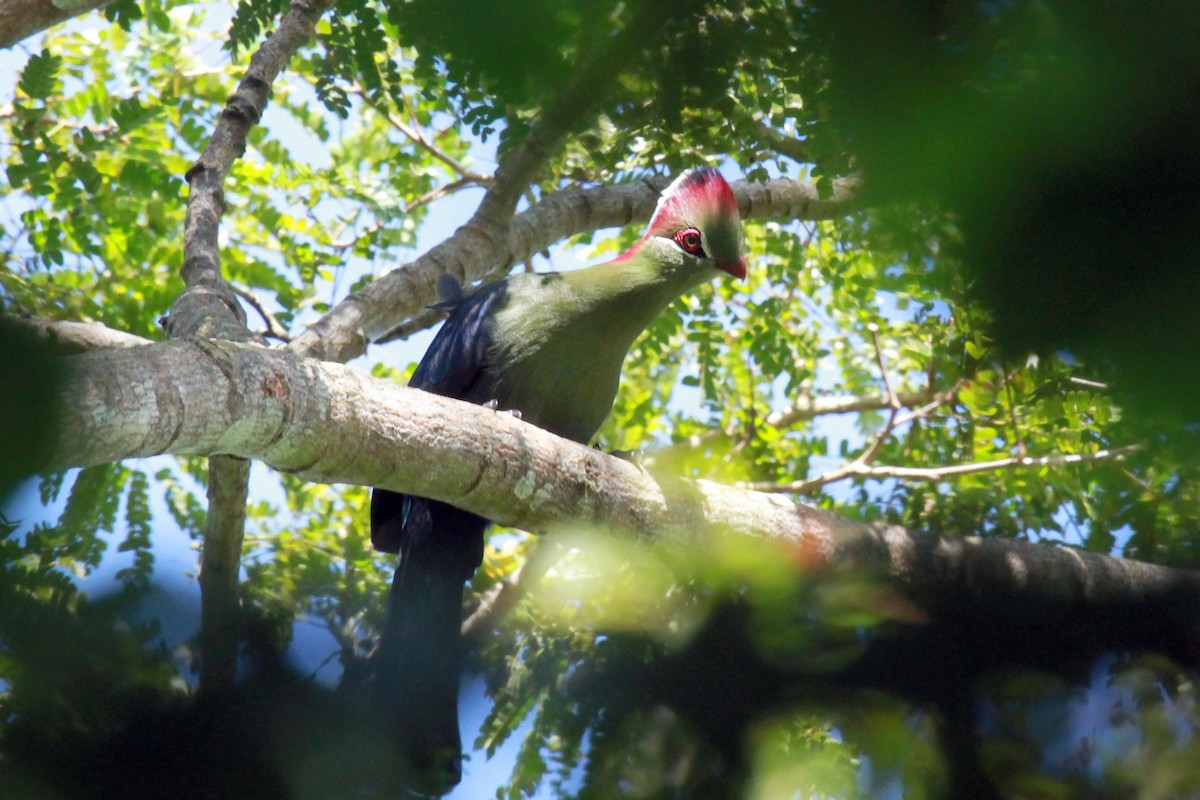 Fischer's Turaco - ML633774734