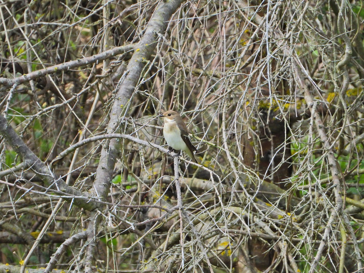 European Pied Flycatcher - ML633774737
