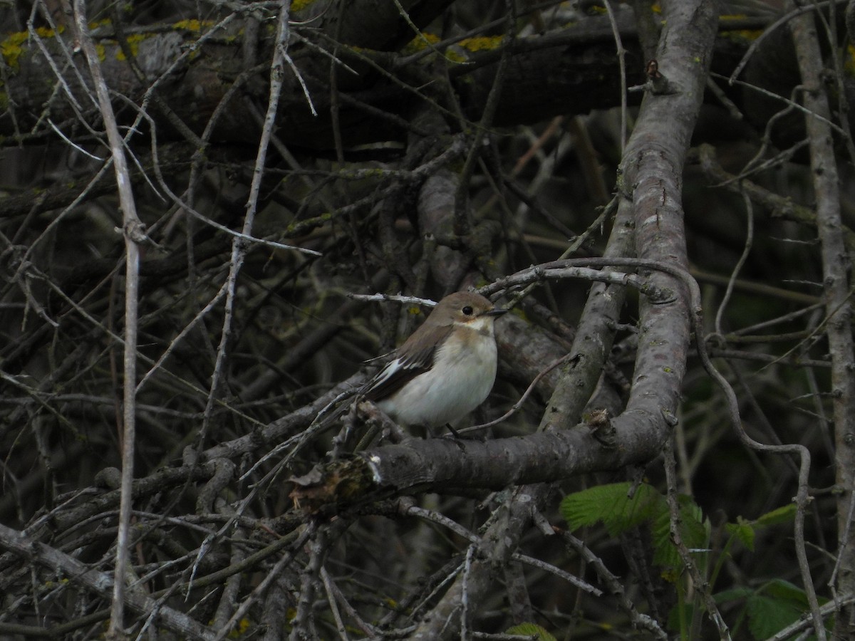 European Pied Flycatcher - ML633774740