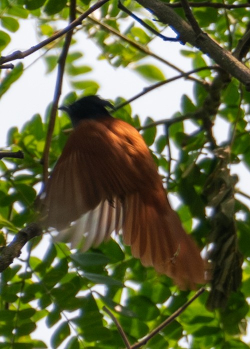 Indian Paradise-Flycatcher - ML633774742