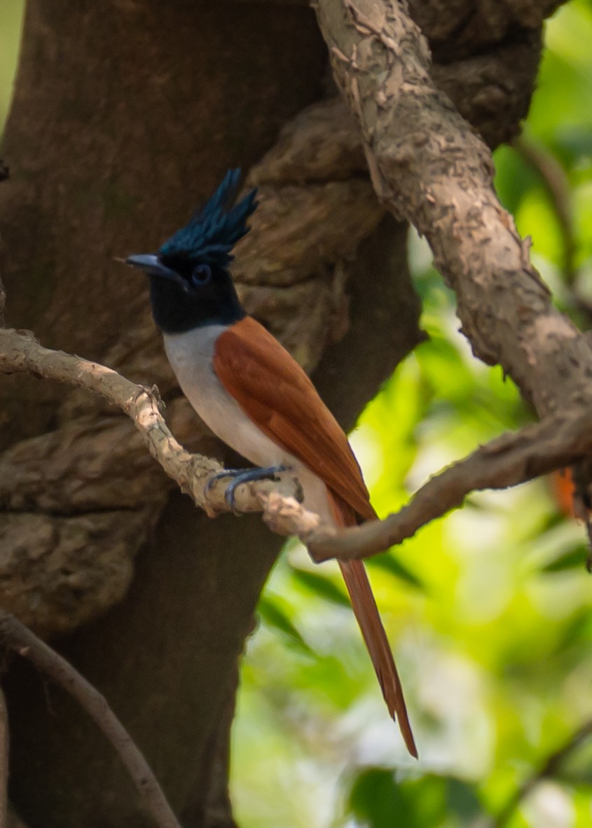 Indian Paradise-Flycatcher - ML633774743