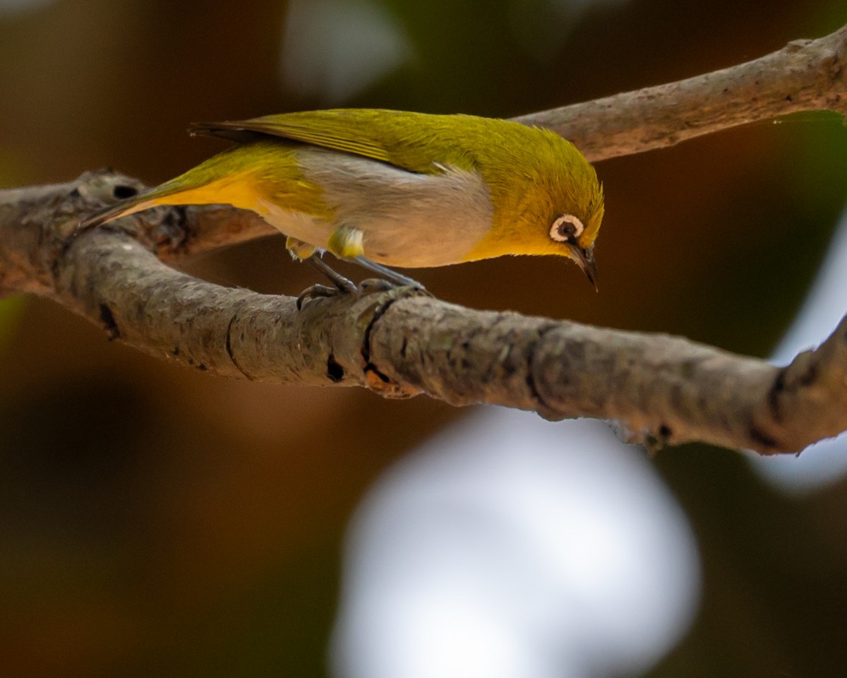 Indian White-eye - ML633774758