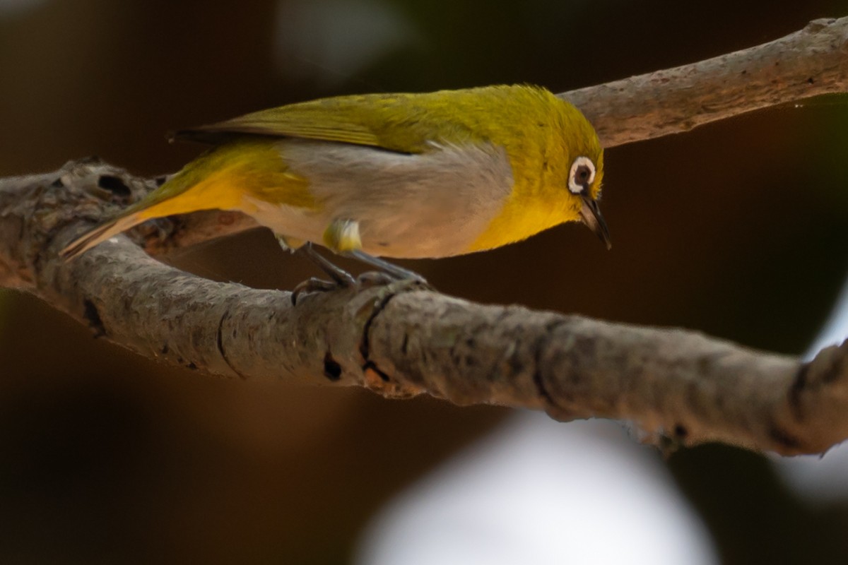 Indian White-eye - ML633774759