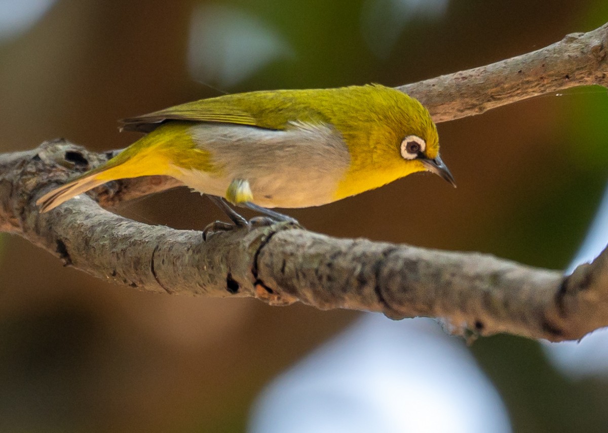 Indian White-eye - ML633774761