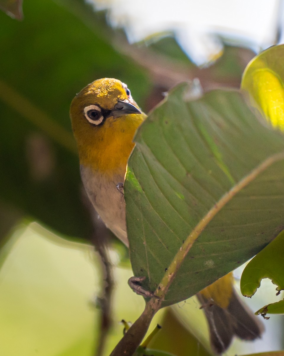 Indian White-eye - ML633774763