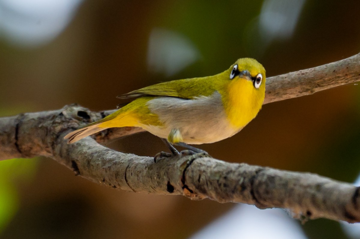 Indian White-eye - ML633774764