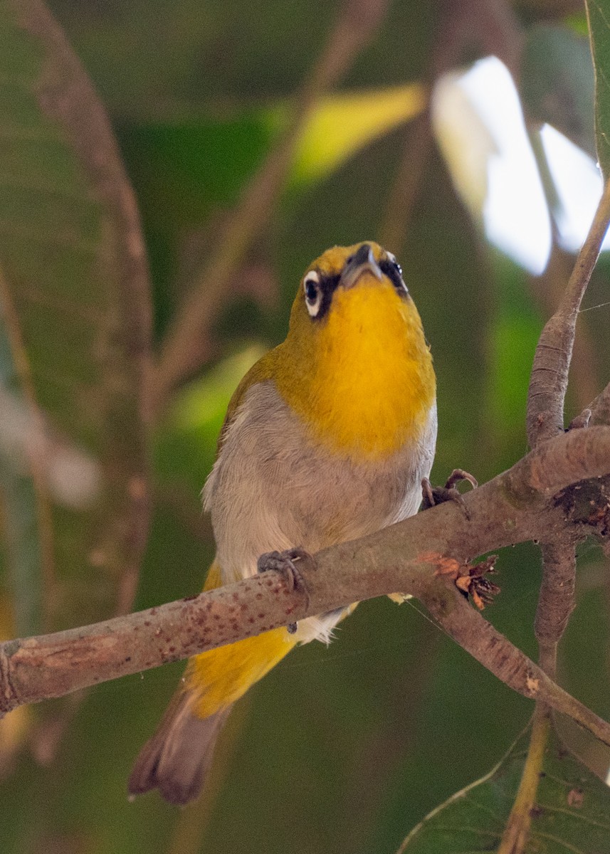 Indian White-eye - ML633774765