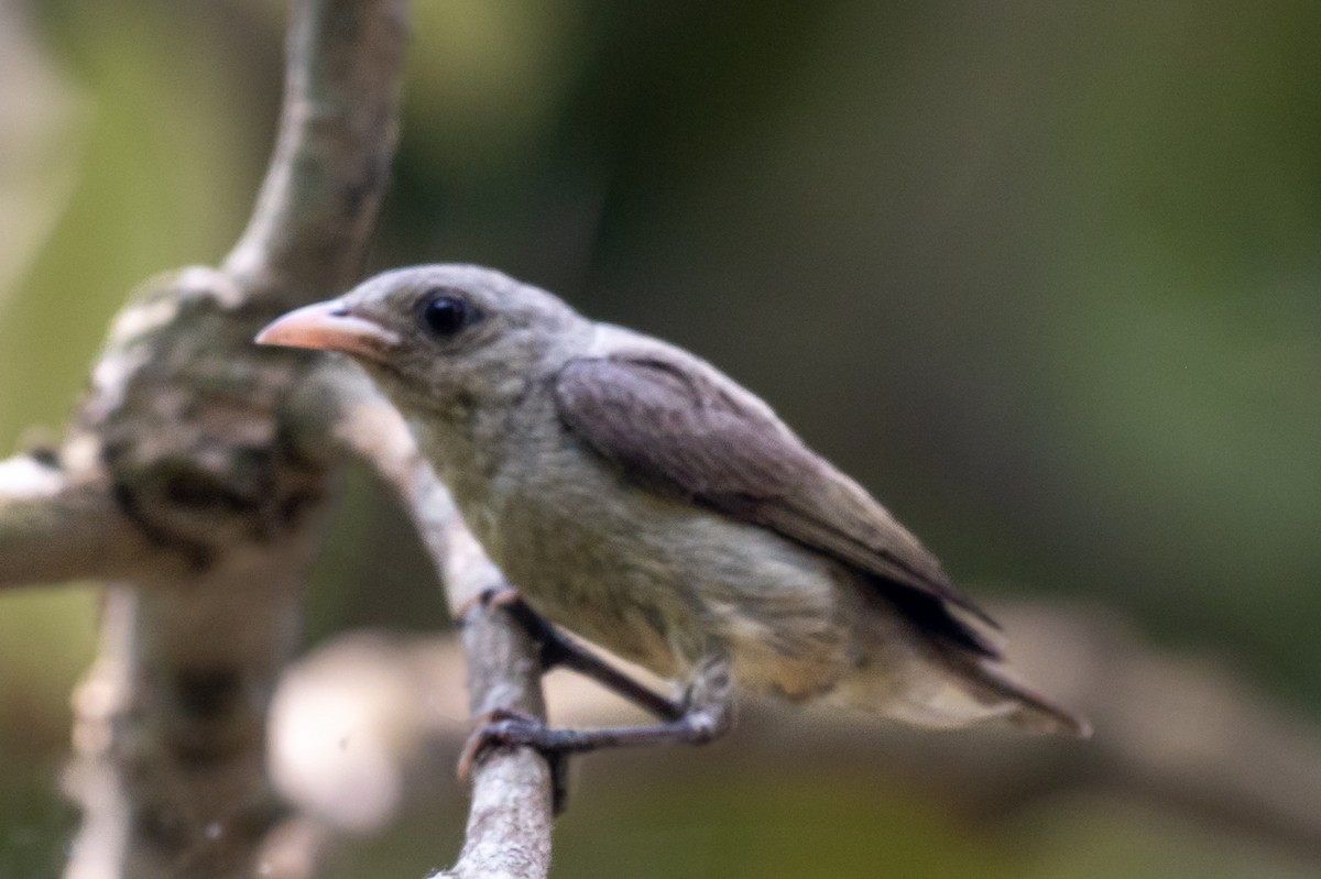 Pale-billed Flowerpecker - ML633774774