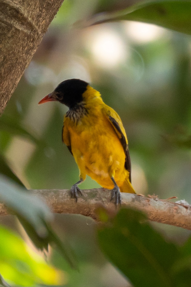 Black-hooded Oriole - ML633774904