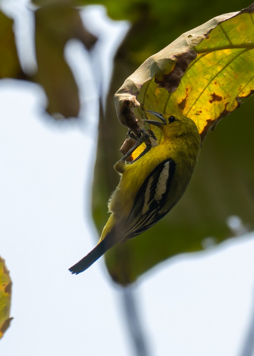 Common Iora - ML633774921