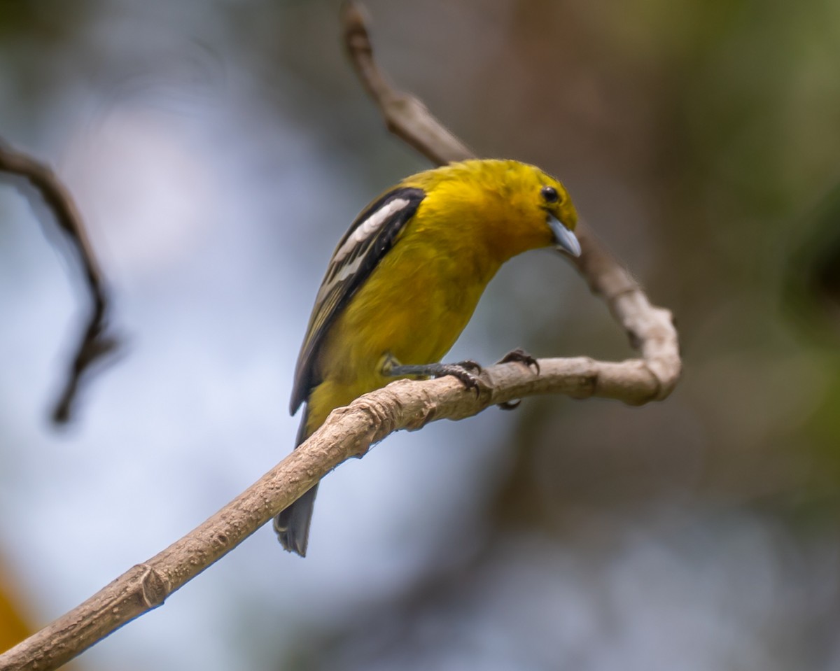 Common Iora - ML633774922