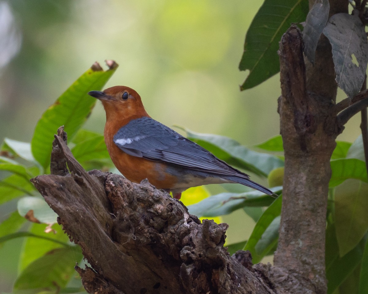 Orange-headed Thrush - ML633774936
