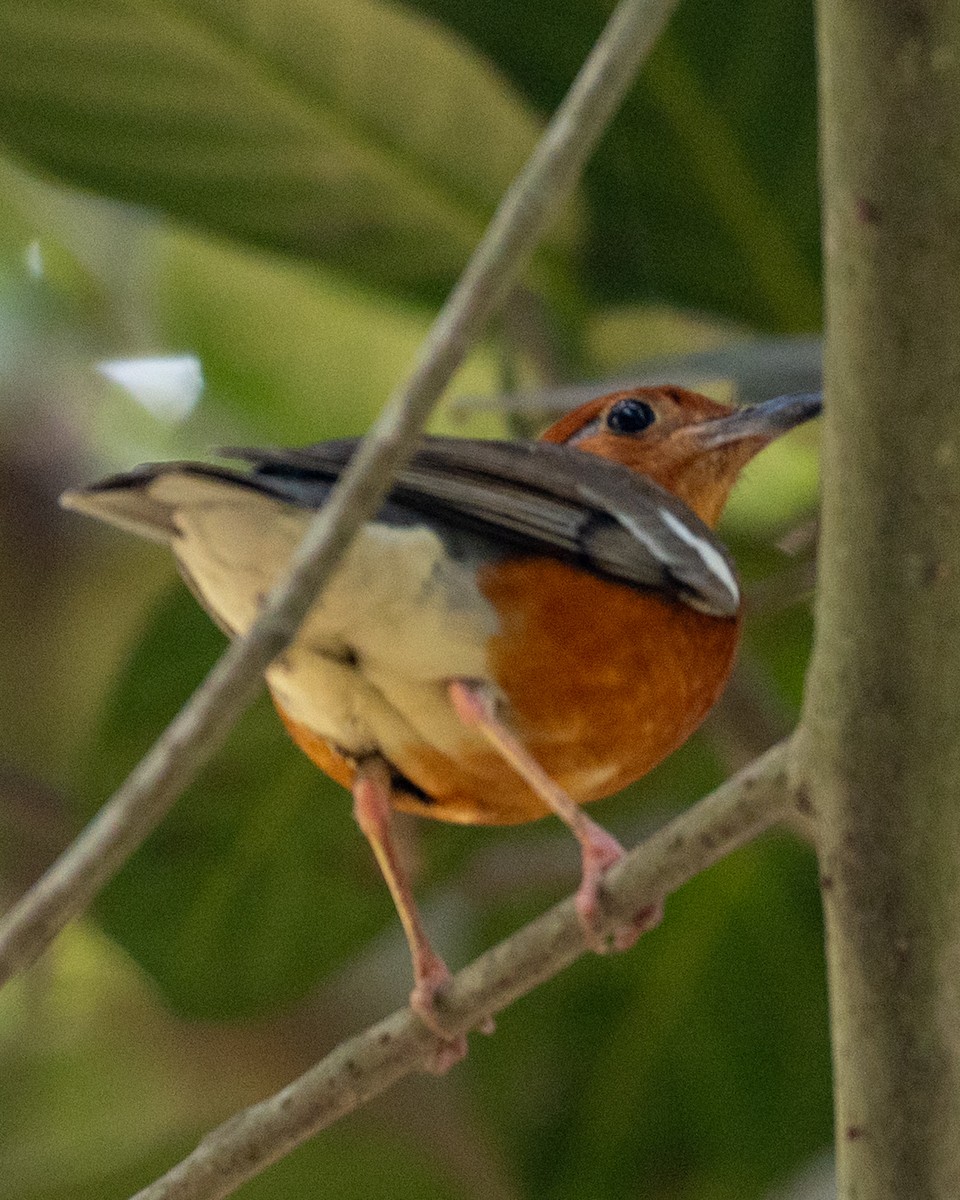 Orange-headed Thrush - ML633774937