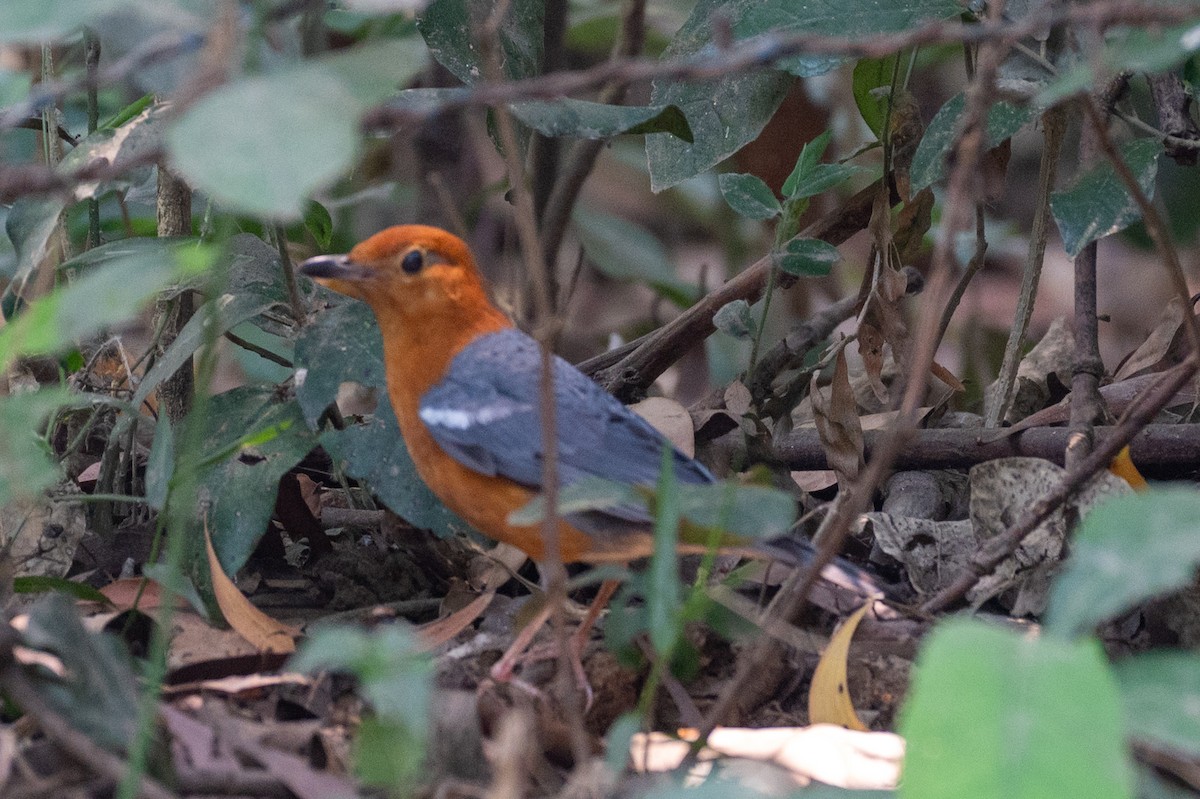Orange-headed Thrush - ML633774938