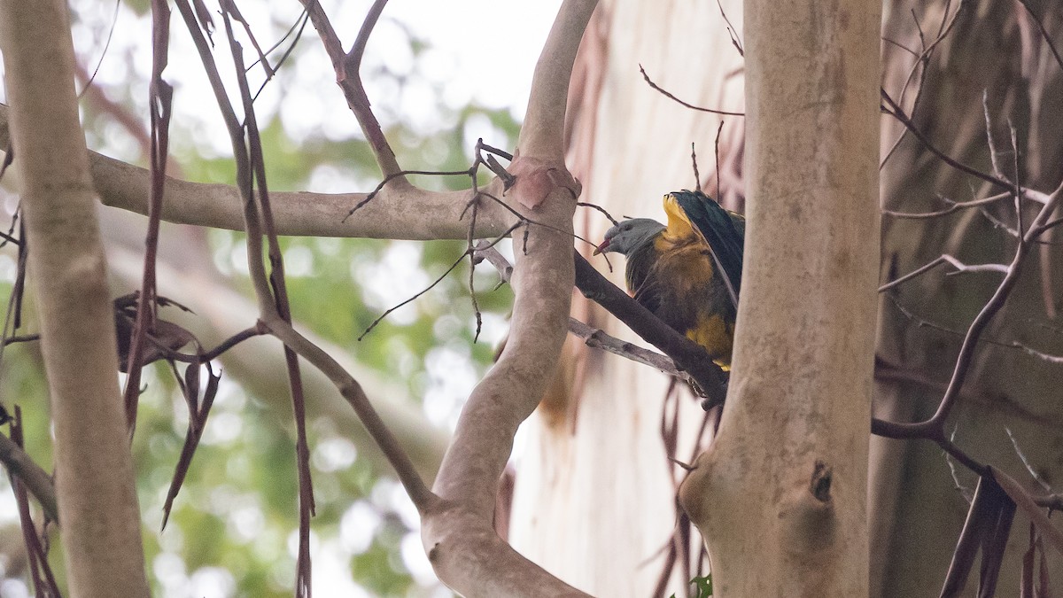 Wompoo Fruit-Dove - ML633775077