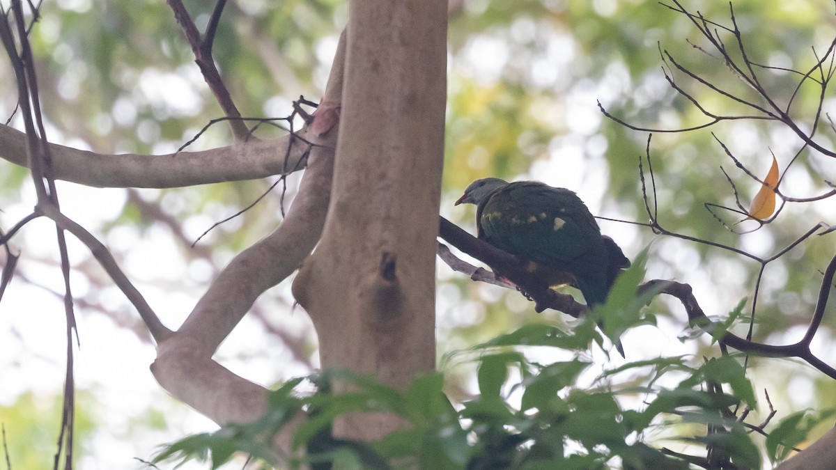 Wompoo Fruit-Dove - ML633775078