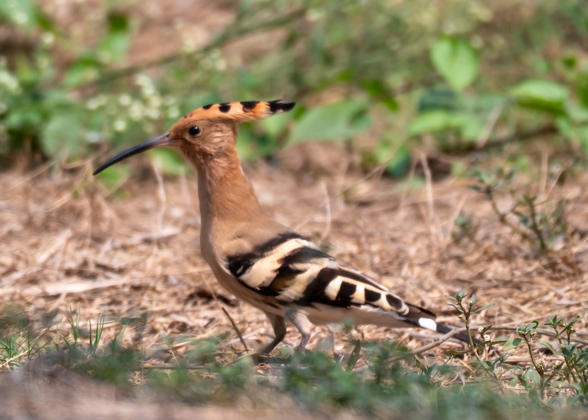 Eurasian Hoopoe - ML633775114