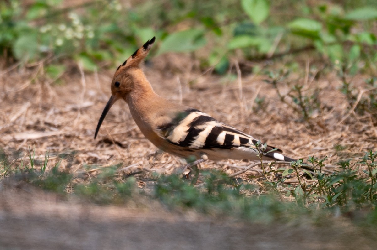 Eurasian Hoopoe - ML633775115