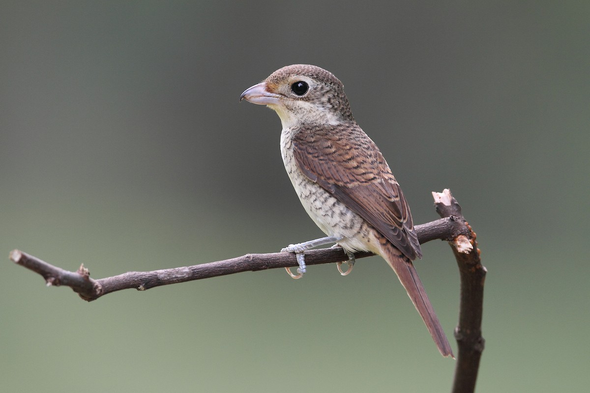 Tiger Shrike - ML633775146
