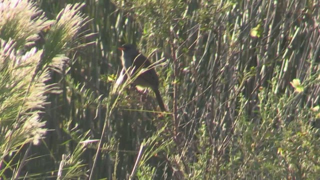 Great Pampa-Finch - ML633775218