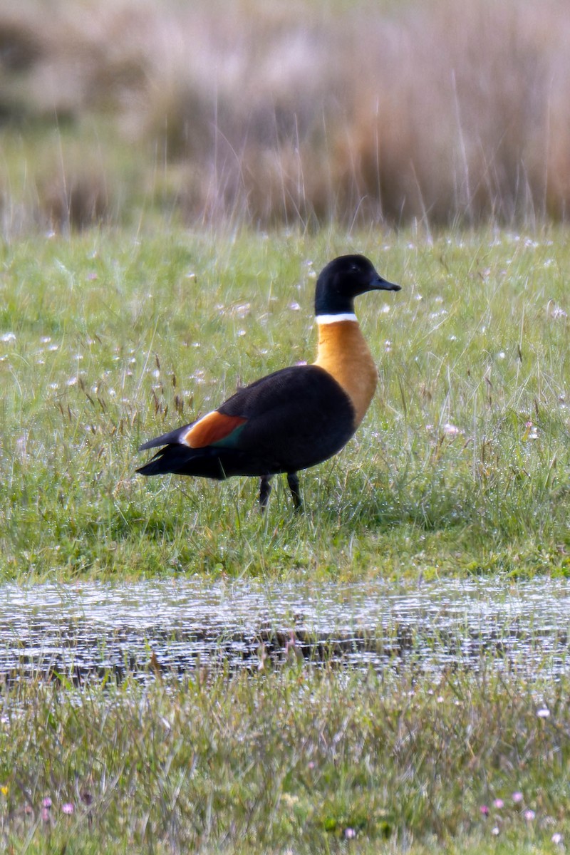 Australian Shelduck - ML633775232