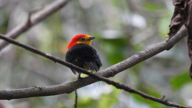 Wire-tailed Manakin - ML633775311