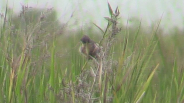 Ibera Seedeater - ML633775331