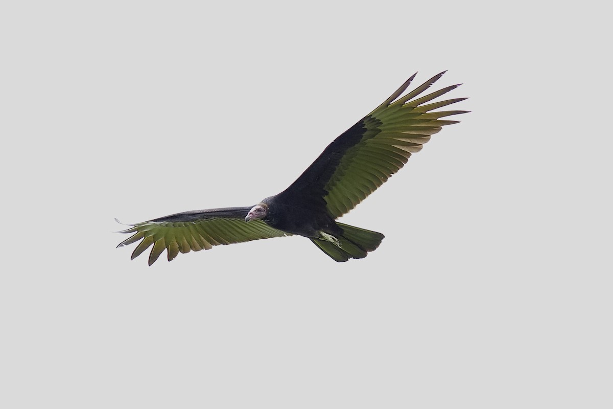 Turkey Vulture - ML633775396