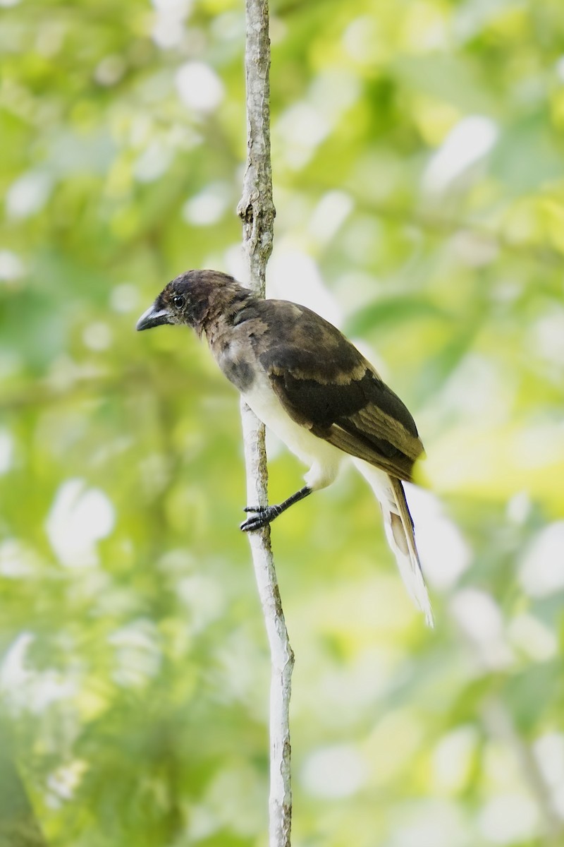 Brown Jay - ML633775397