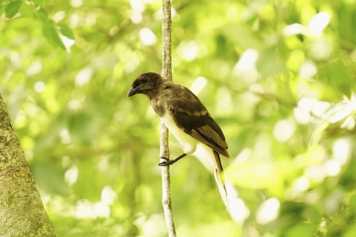 Brown Jay - ML633775398