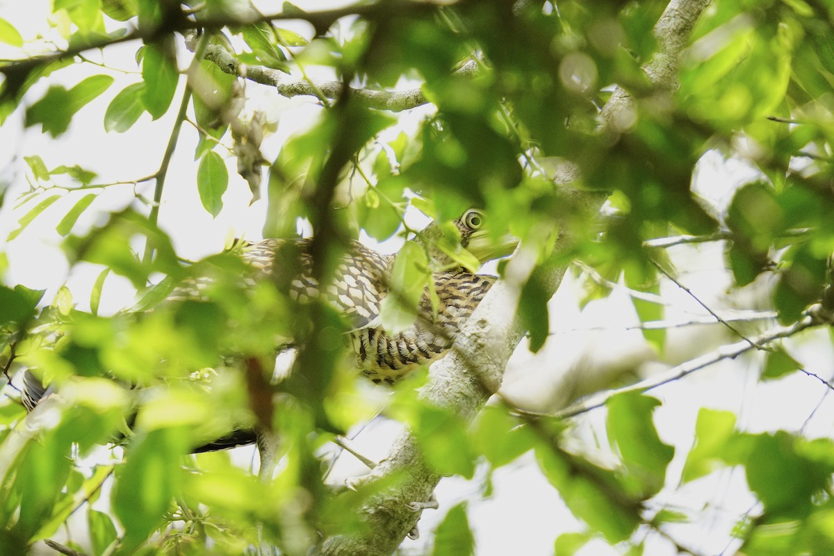 Bare-throated Tiger-Heron - ML633775412