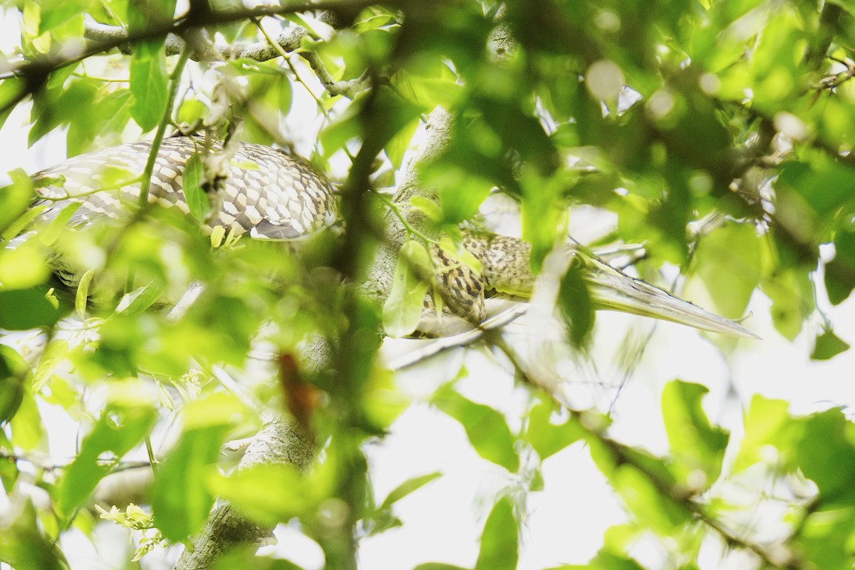Bare-throated Tiger-Heron - ML633775413