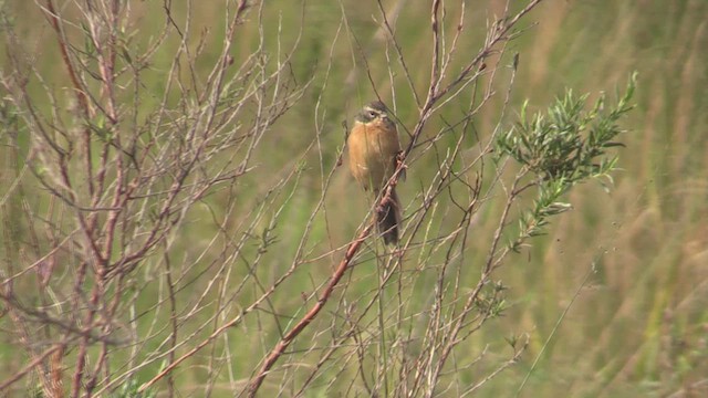 Long-tailed Reed Finch - ML633775419