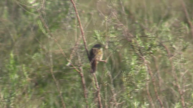 Grassland Sparrow - ML633775434