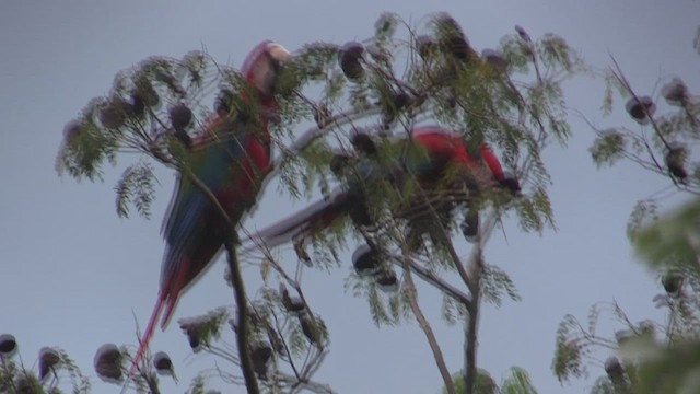 Red-and-green Macaw - ML633775454