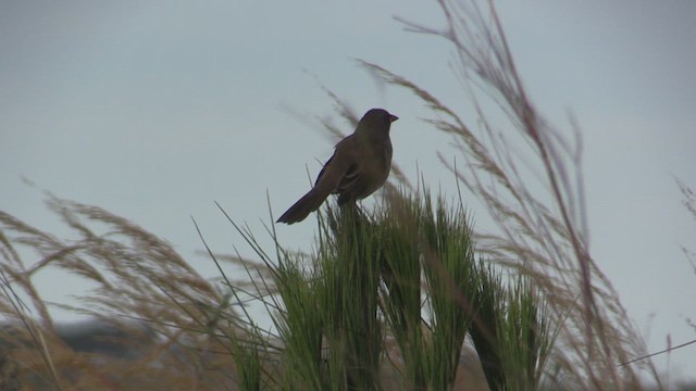 Great Pampa-Finch - ML633775474