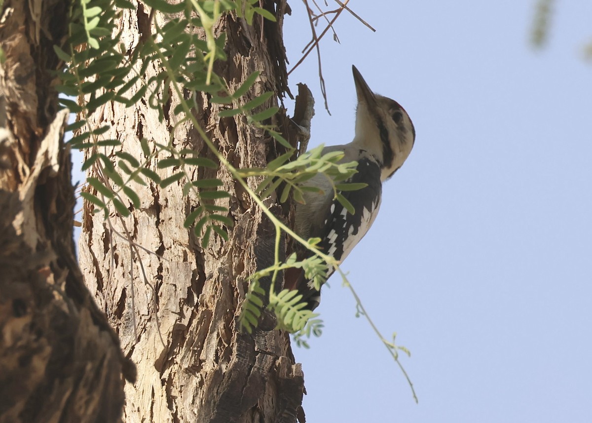 Sind Woodpecker - ML633775534