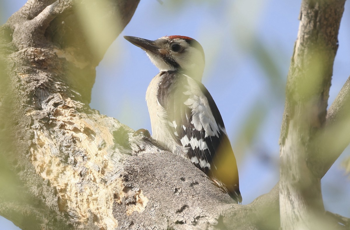 Sind Woodpecker - ML633775535