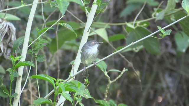 Pearly-vented Tody-Tyrant - ML633775608