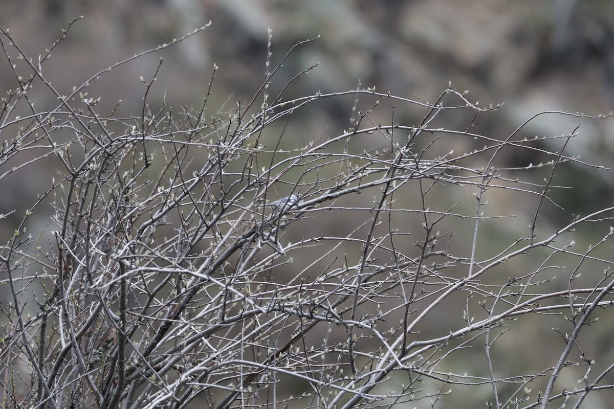 Mésange azurée - ML633775689