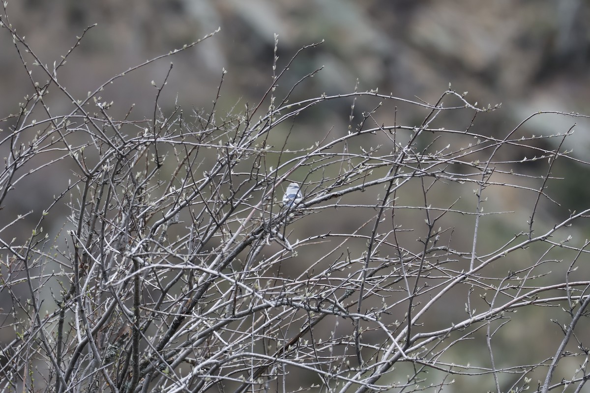 Mésange azurée - ML633775690