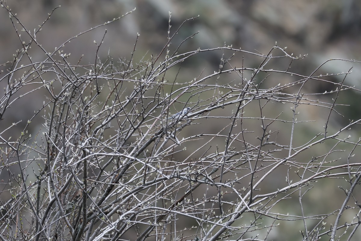 Mésange azurée - ML633775691