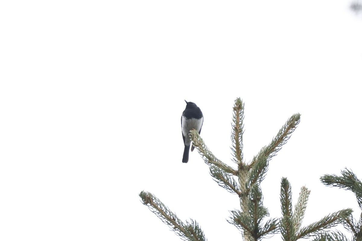 Rougequeue à tête bleue - ML633775712