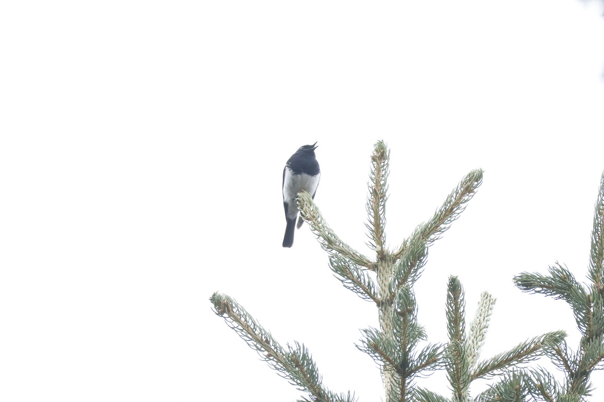 Rougequeue à tête bleue - ML633775713