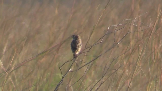 Strange-tailed Tyrant - ML633775722