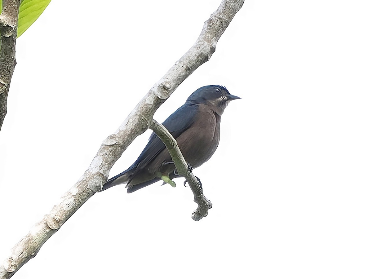 Whiskered Flowerpecker - ML633775780