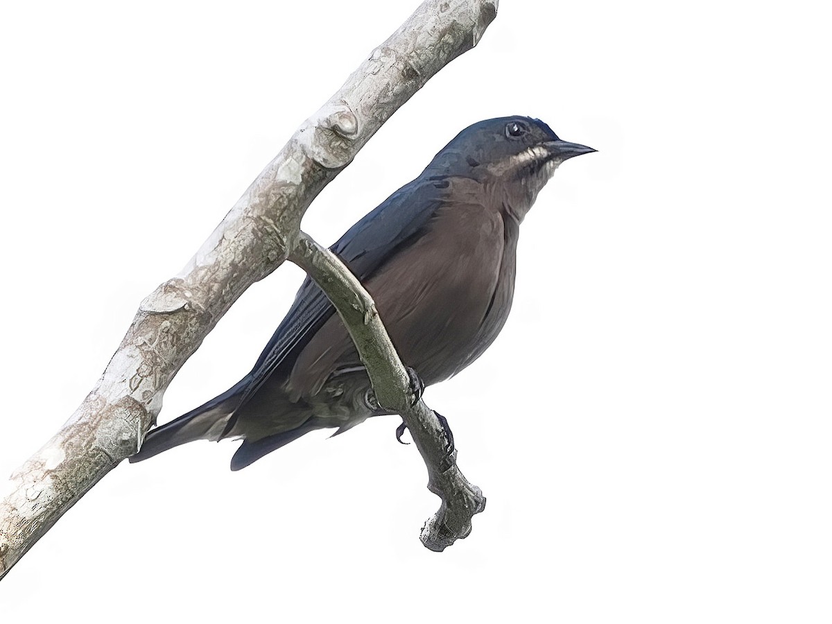 Whiskered Flowerpecker - ML633775781
