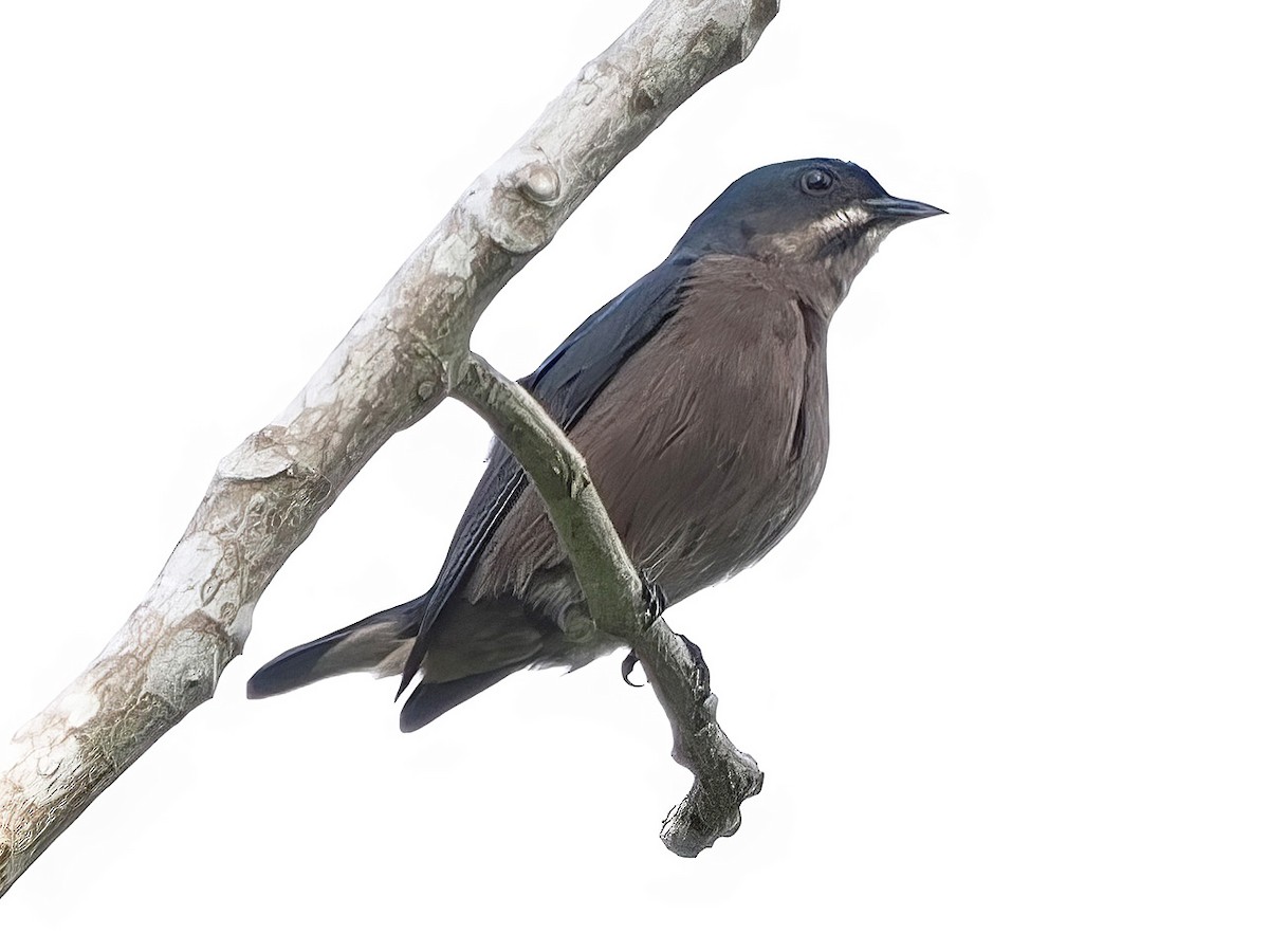 Whiskered Flowerpecker - ML633775782