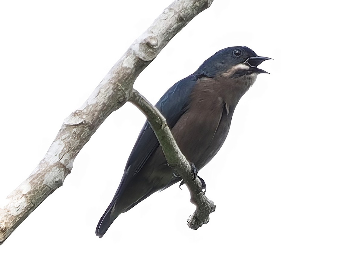 Whiskered Flowerpecker - ML633775784