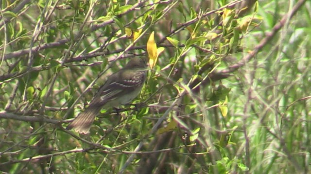 Small-billed Elaenia - ML633775787